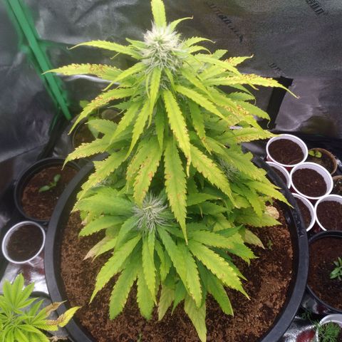Northern Lights Auto growlog timeline photo