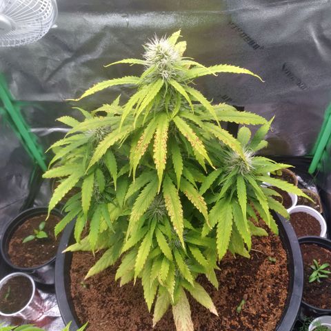 Northern Lights Auto growlog timeline photo