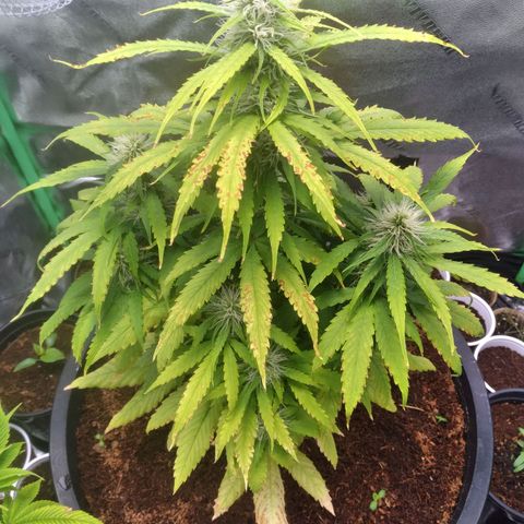 Northern Lights Auto growlog timeline photo