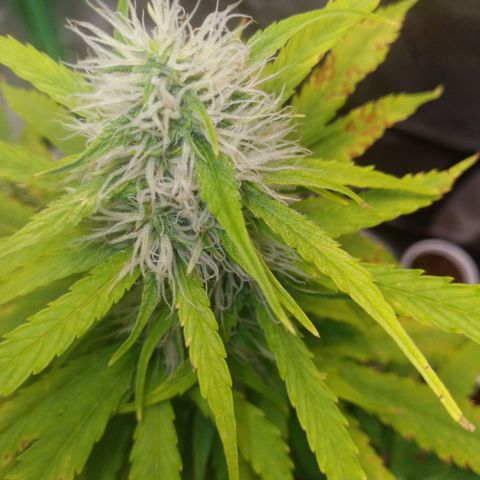 Northern Lights Auto growlog timeline photo