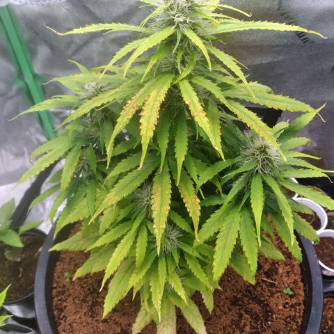 Northern Lights Auto growlog timeline photo