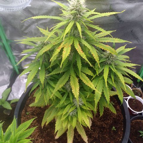 Northern Lights Auto growlog timeline photo