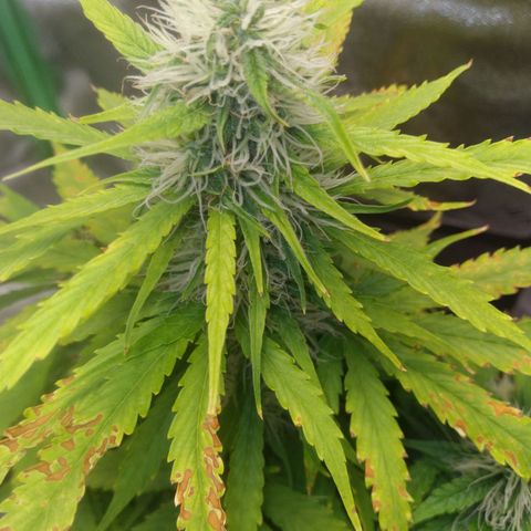 Northern Lights Auto growlog timeline photo