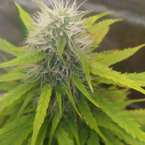 Northern Lights Auto growlog timeline photo