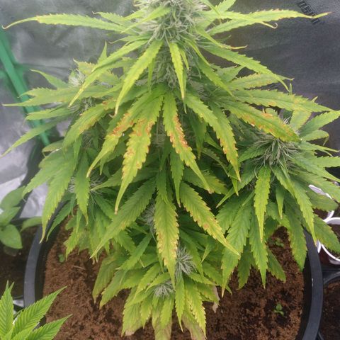 Northern Lights Auto growlog timeline photo