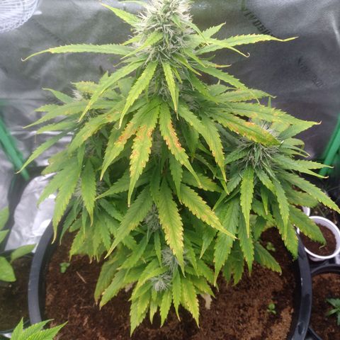 Northern Lights Auto growlog timeline photo
