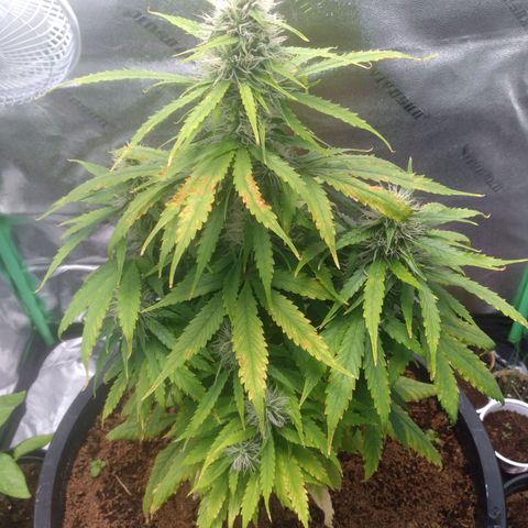 Northern Lights Auto growlog timeline photo
