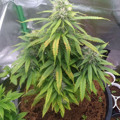 Northern Lights Auto growlog timeline photo