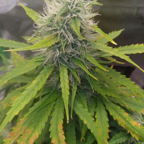 Northern Lights Auto growlog timeline photo