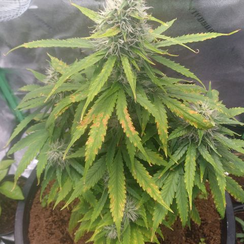 Northern Lights Auto growlog timeline photo