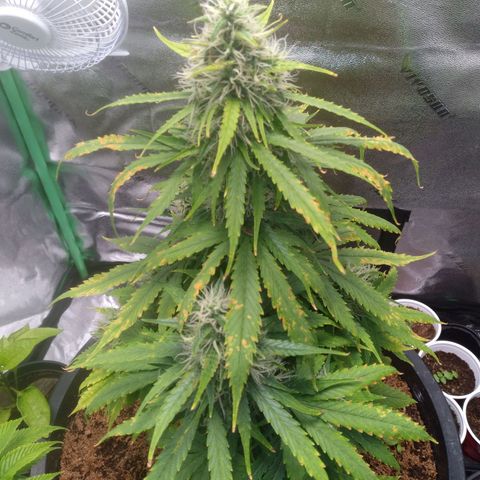 Northern Lights Auto growlog timeline photo