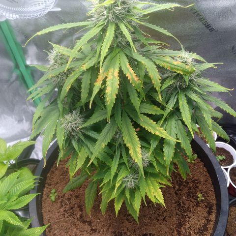 Northern Lights Auto growlog timeline photo