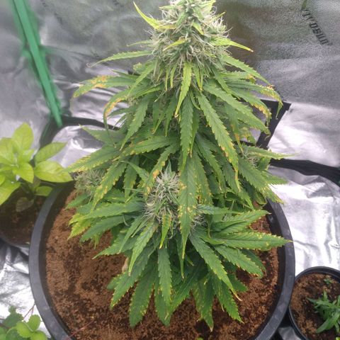 Northern Lights Auto growlog timeline photo