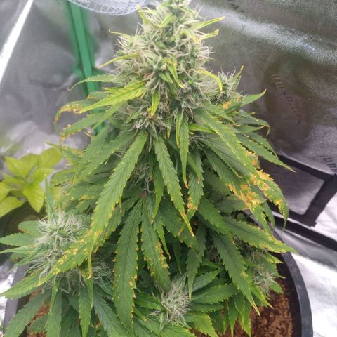 Northern Lights Auto growlog timeline photo