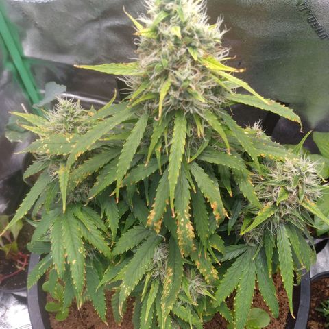 Northern Lights Auto growlog timeline photo