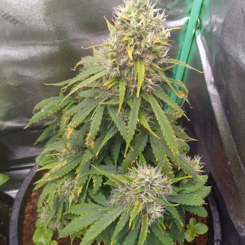 Northern Lights Auto growlog timeline photo
