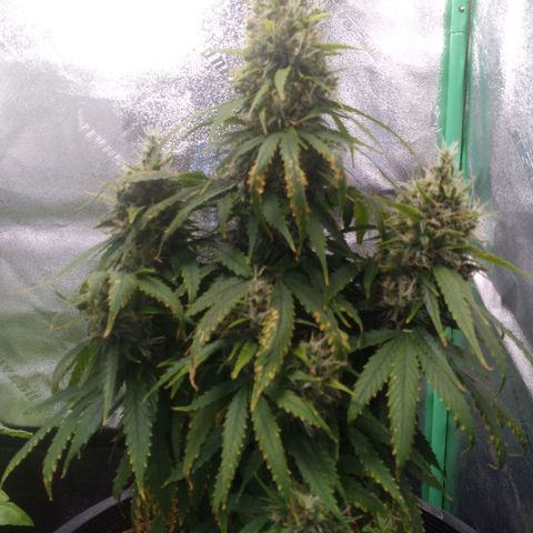 Northern Lights Auto growlog timeline photo
