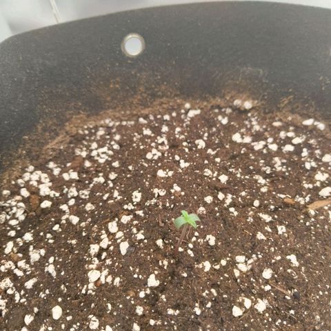 HulkBerry Auto growlog timeline photo
