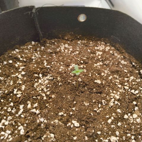 Purple Queen Auto growlog timeline photo