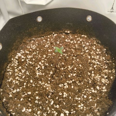 HulkBerry Auto growlog timeline photo