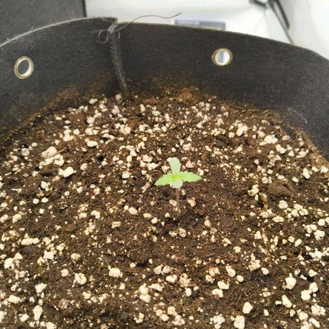Purple Queen Auto growlog timeline photo