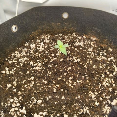 HulkBerry Auto growlog timeline photo