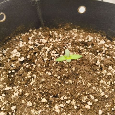 Purple Queen Auto growlog timeline photo