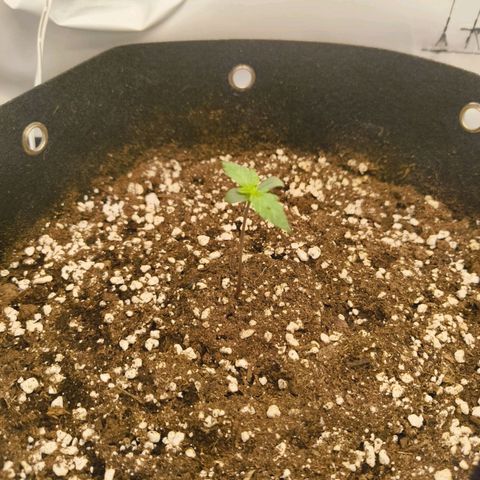 HulkBerry Auto growlog timeline photo