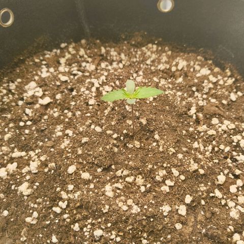 Purple Queen Auto growlog timeline photo