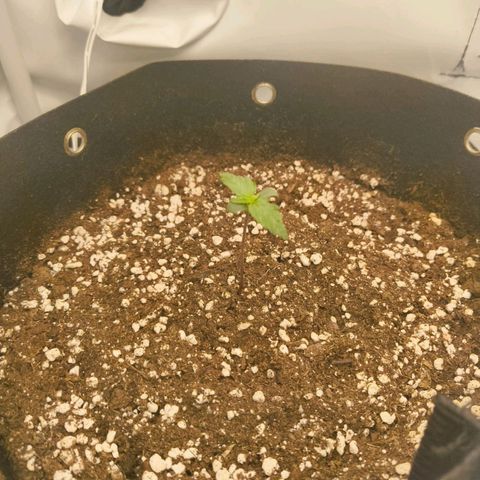 HulkBerry Auto growlog timeline photo