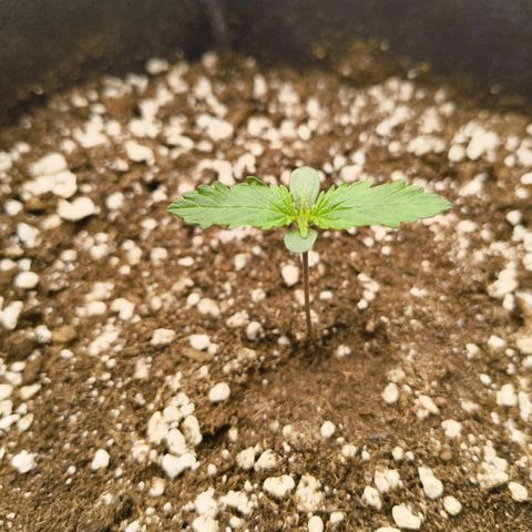 Purple Queen Auto growlog timeline photo