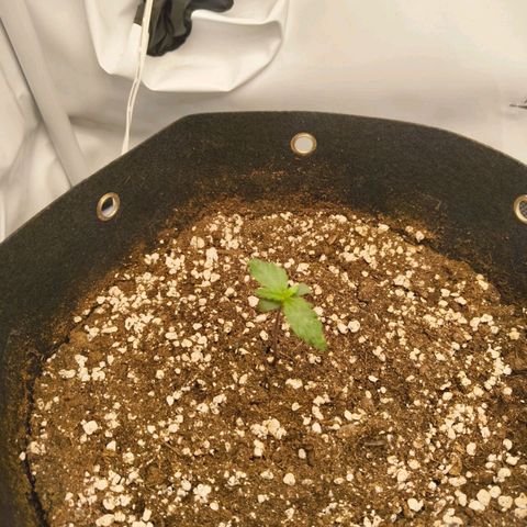 HulkBerry Auto growlog timeline photo
