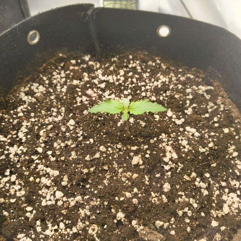 Purple Queen Auto growlog timeline photo
