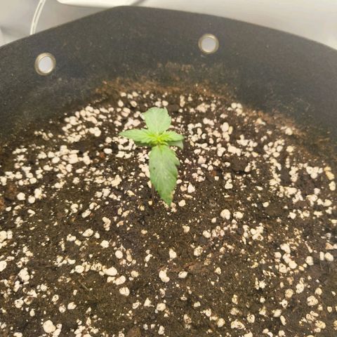 HulkBerry Auto growlog timeline photo