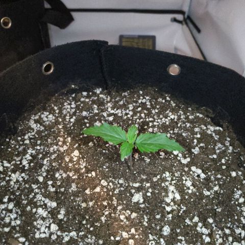 Purple Queen Auto growlog timeline photo