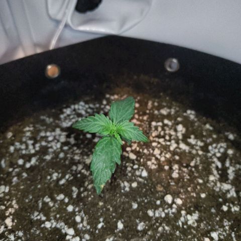 HulkBerry Auto growlog timeline photo