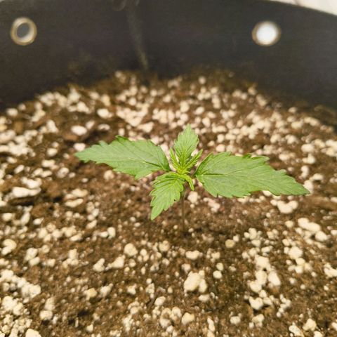 Purple Queen Auto growlog timeline photo