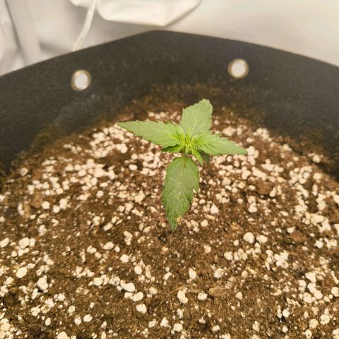 HulkBerry Auto growlog timeline photo