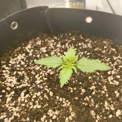 Purple Queen Auto growlog timeline photo