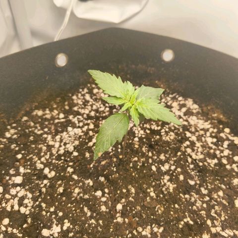 HulkBerry Auto growlog timeline photo