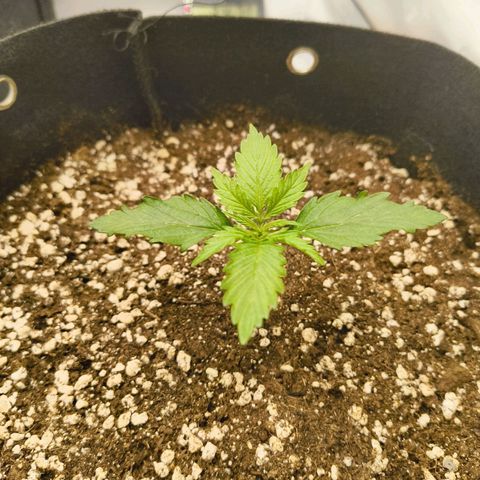 Purple Queen Auto growlog timeline photo