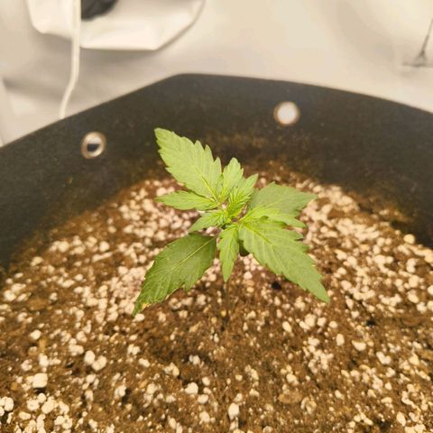 HulkBerry Auto growlog timeline photo