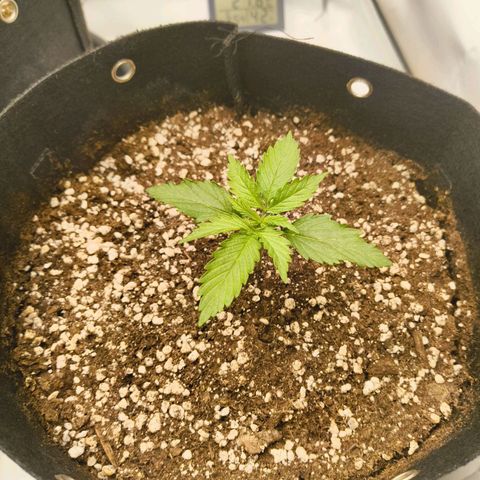 Purple Queen Auto growlog timeline photo