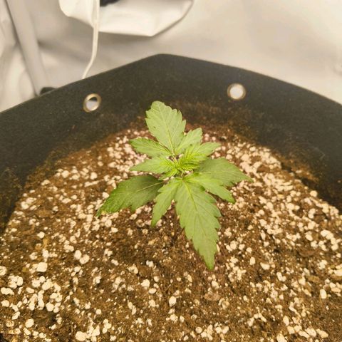 HulkBerry Auto growlog timeline photo