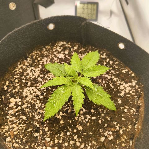 Purple Queen Auto growlog timeline photo