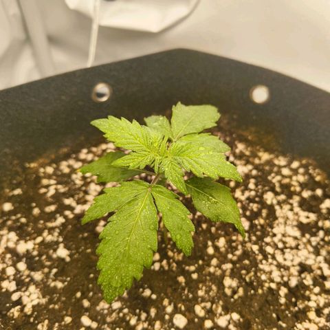 HulkBerry Auto growlog timeline photo