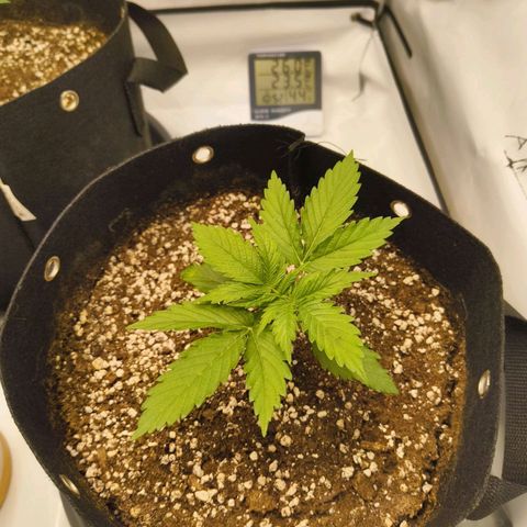 Purple Queen Auto growlog timeline photo