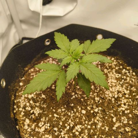 HulkBerry Auto growlog timeline photo