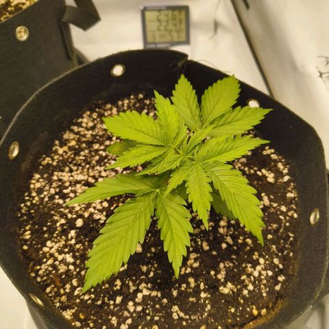Purple Queen Auto growlog timeline photo