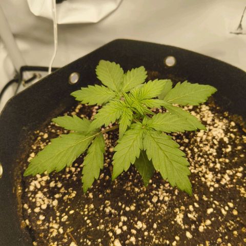 HulkBerry Auto growlog timeline photo